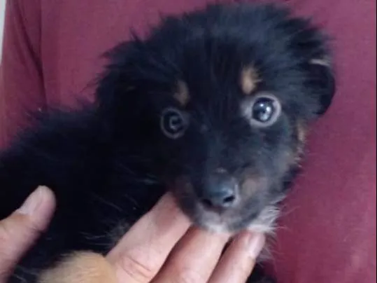 Cachorro raça SRD-ViraLata idade Abaixo de 2 meses nome Lola