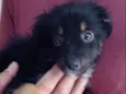 Lola