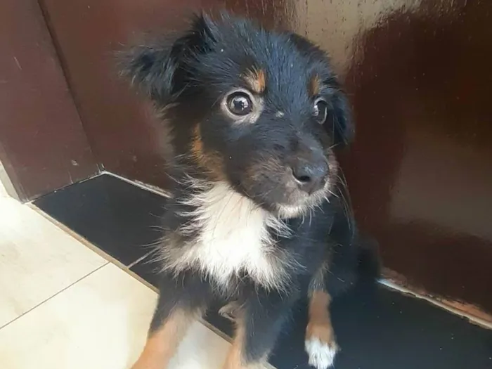 Cachorro raça SRD-ViraLata idade Abaixo de 2 meses nome Lola