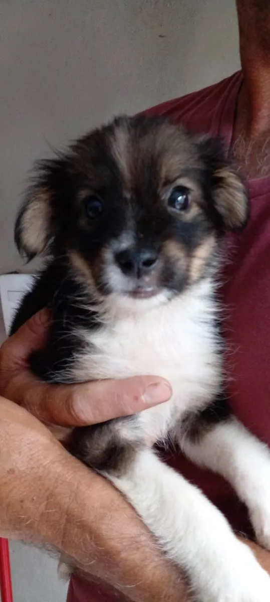 Cachorro raça SRD-ViraLata idade Abaixo de 2 meses nome Mel
