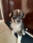 Mel
