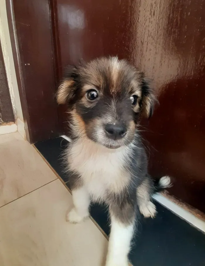 Cachorro raça SRD-ViraLata idade Abaixo de 2 meses nome Mel