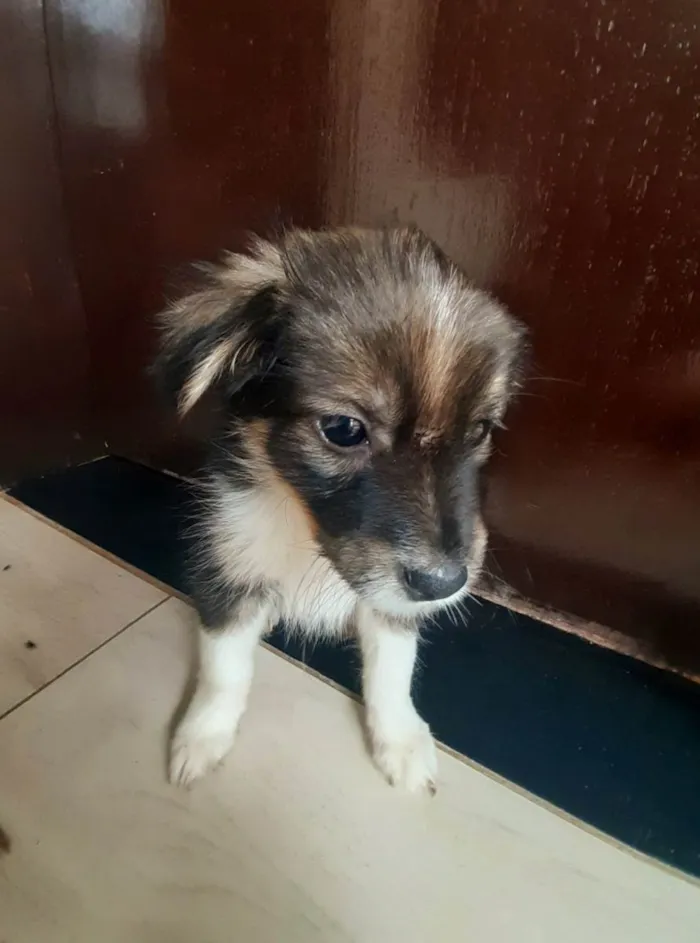 Cachorro raça SRD-ViraLata idade Abaixo de 2 meses nome Mel