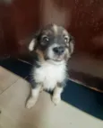 Mel