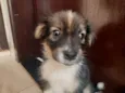 Mel
