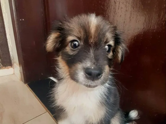 Cachorro raça SRD-ViraLata idade Abaixo de 2 meses nome Mel