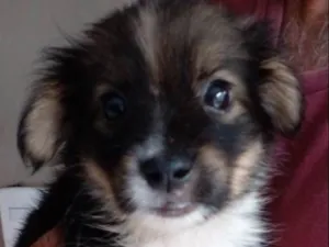 Cachorro raça SRD-ViraLata idade Abaixo de 2 meses nome Mel