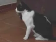 Bixana