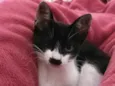 Bigode