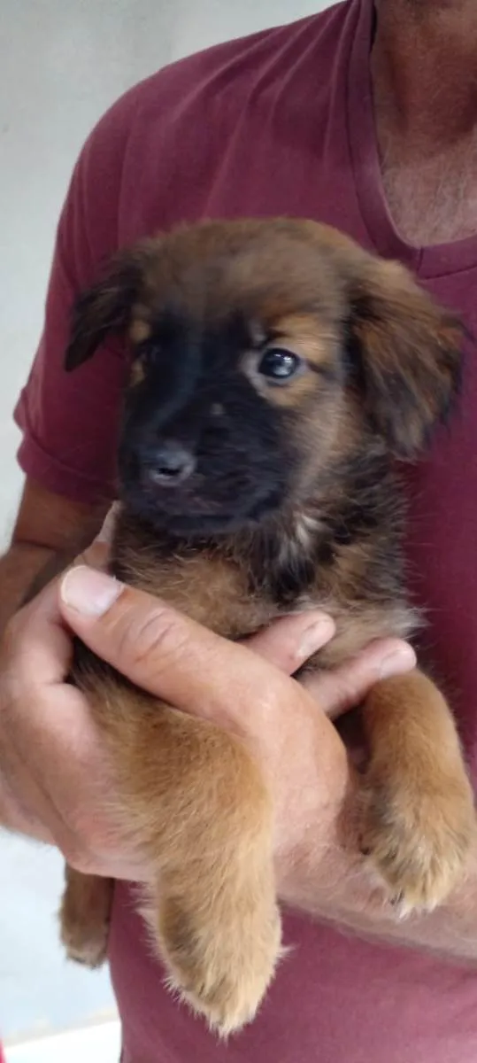 Cachorro raça SRD-ViraLata idade Abaixo de 2 meses nome Max