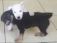 Branquinho e Pretinho 