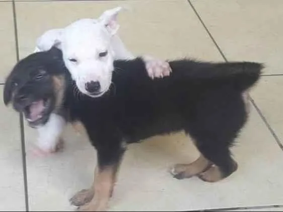 Cachorro ra a SRD-ViraLata idade 2 a 6 meses nome Branquinho e Pretinho 