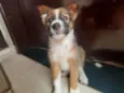 Laika