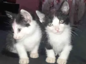 Gato raça SRD-ViraLata idade Abaixo de 2 meses nome Jhorge,Tomás,lucky 