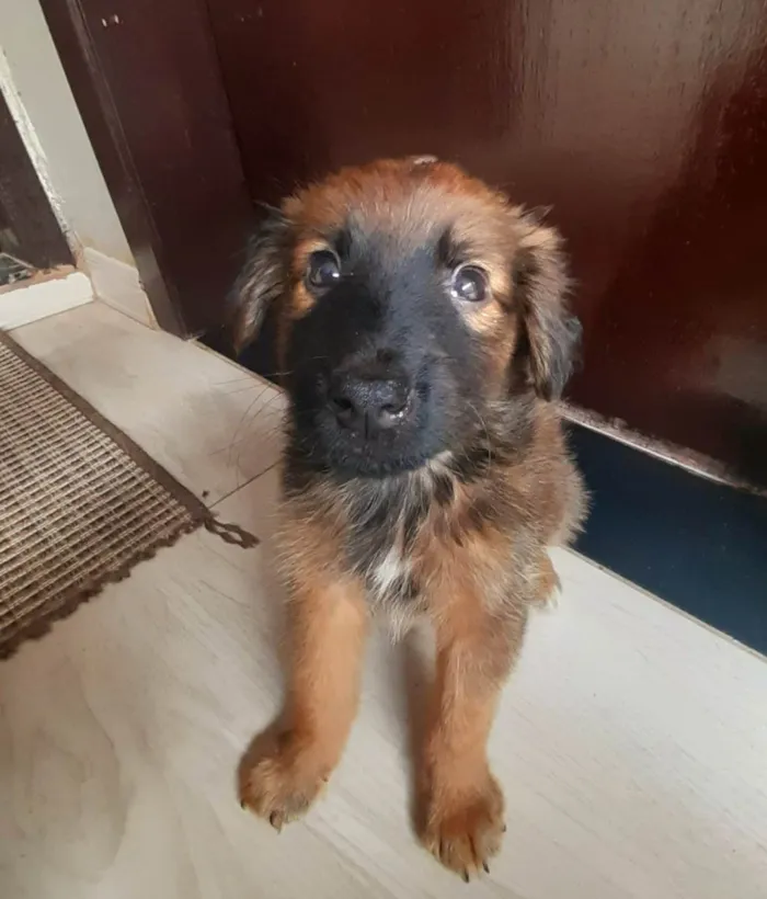 Cachorro raça SRD-ViraLata idade Abaixo de 2 meses nome Max