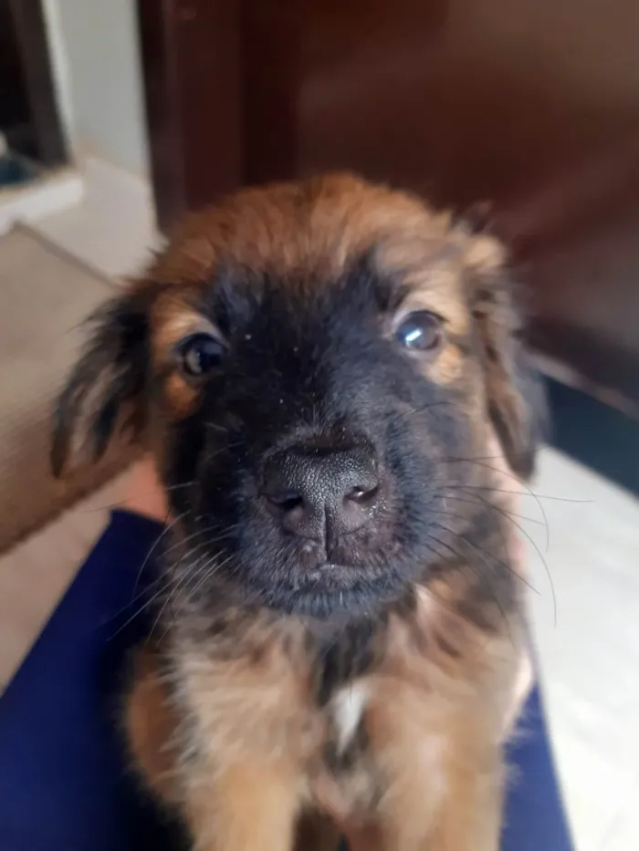 Cachorro raça SRD-ViraLata idade Abaixo de 2 meses nome Max