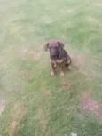 Apollo