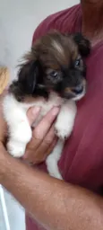 Pingo
