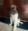 Pingo