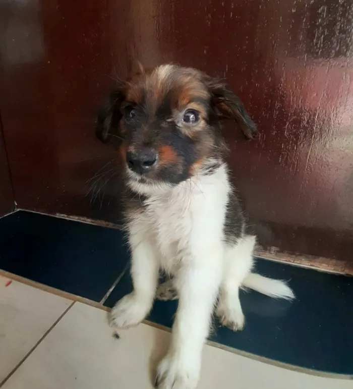 Cachorro raça SRD-ViraLata idade Abaixo de 2 meses nome Pingo