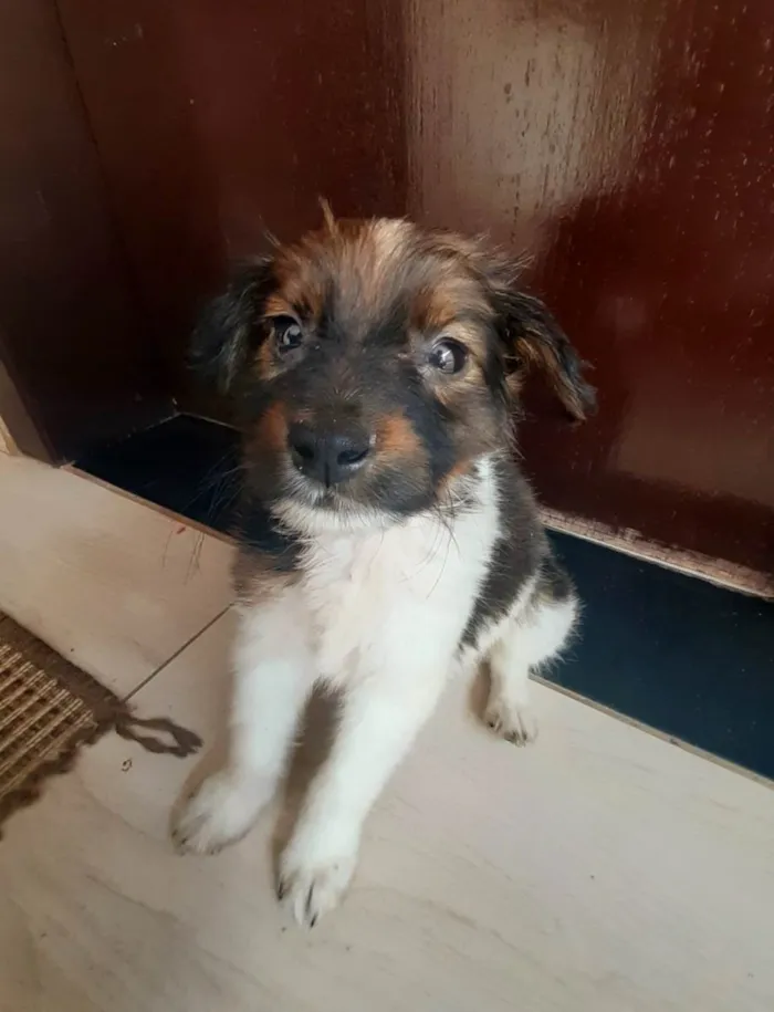 Cachorro raça SRD-ViraLata idade Abaixo de 2 meses nome Pingo