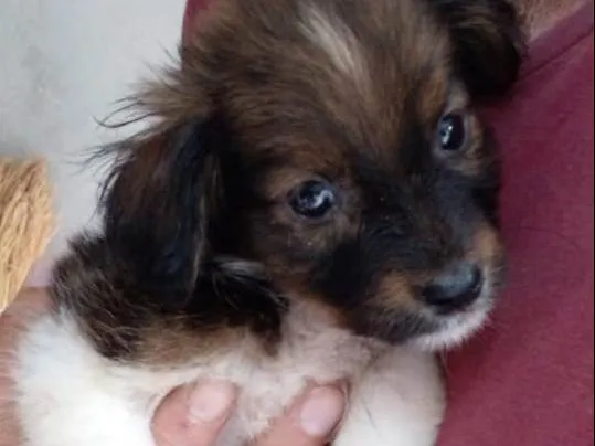 Cachorro raça SRD-ViraLata idade Abaixo de 2 meses nome Pingo