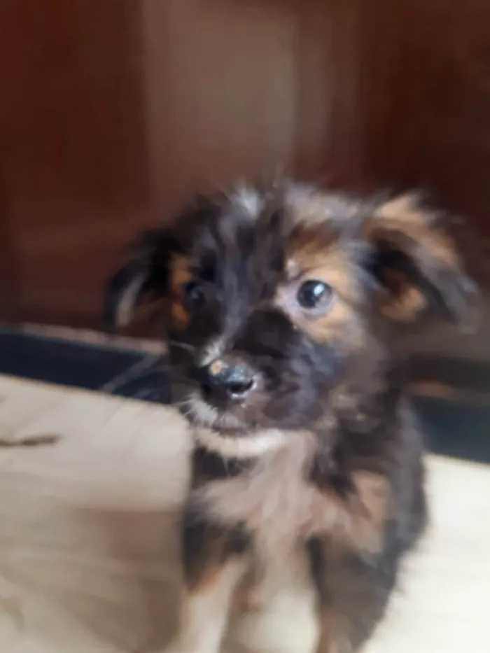 Cachorro raça SRD-ViraLata idade Abaixo de 2 meses nome Scooby