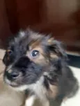 Scooby