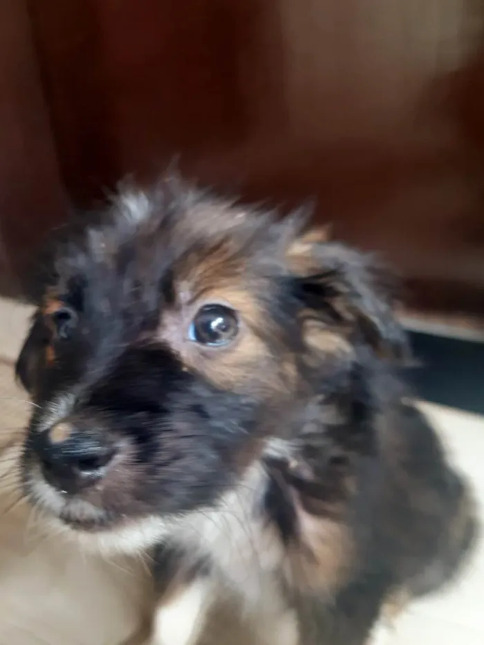 Cachorro raça SRD-ViraLata idade Abaixo de 2 meses nome Scooby