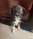Scooby