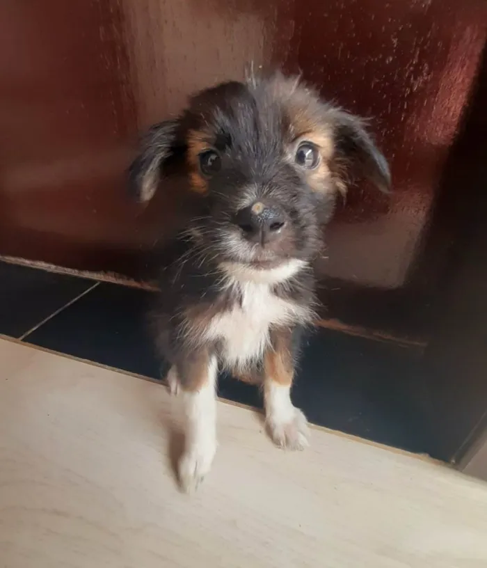 Cachorro raça SRD-ViraLata idade Abaixo de 2 meses nome Scooby