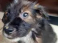 Scooby