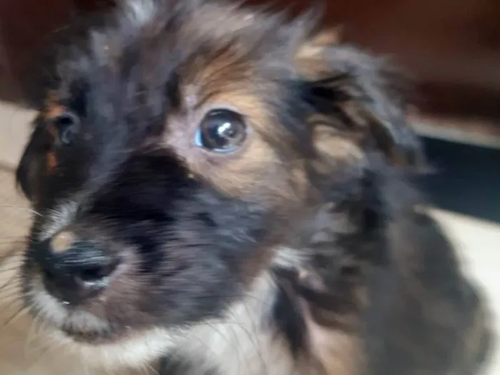 Cachorro raça SRD-ViraLata idade Abaixo de 2 meses nome Scooby