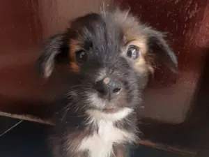 Cachorro raça SRD-ViraLata idade Abaixo de 2 meses nome Scooby