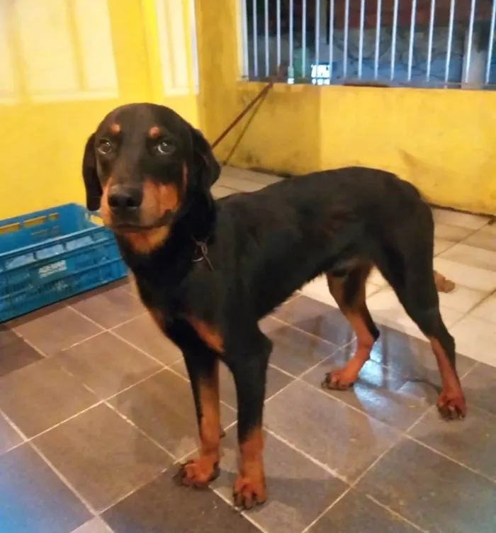 Cachorro raça rottweiler idade 1 ano nome Luke