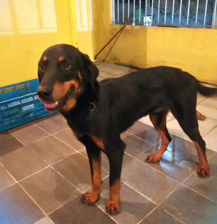 Cachorro raça rottweiler idade 1 ano nome Luke