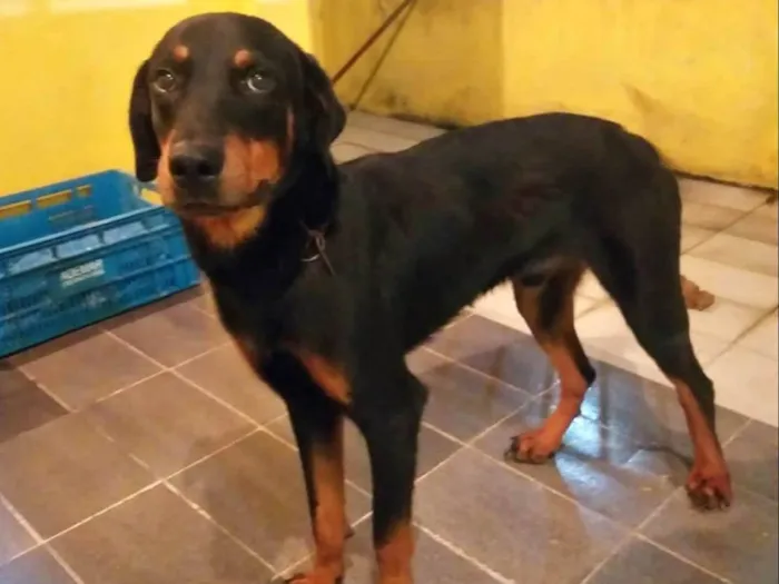 Cachorro raça rottweiler idade 1 ano nome Luke