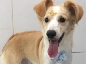 Cachorro raça SRD idade 2 anos nome Kim