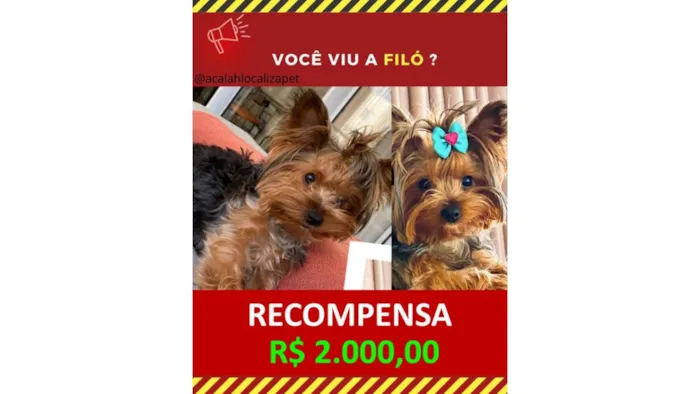 Cachorro ra a Yorkshire idade 2 anos nome GRATIFICA - 2000