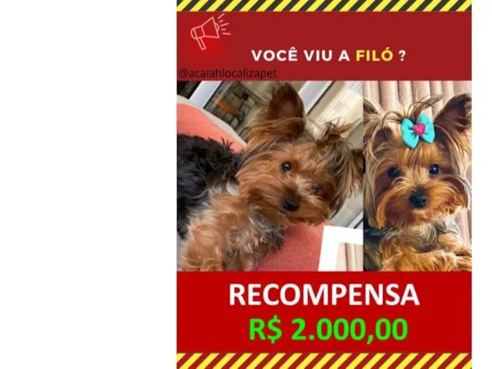 Cachorro ra a Yorkshire idade 2 anos nome GRATIFICA - 2000