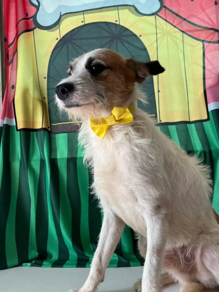 Cachorro ra a SRD-ViraLata idade 1 ano nome Nino