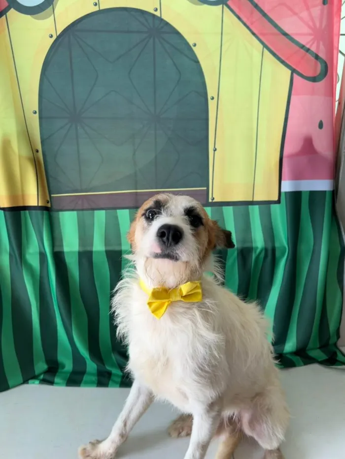 Cachorro ra a SRD-ViraLata idade 1 ano nome Nino