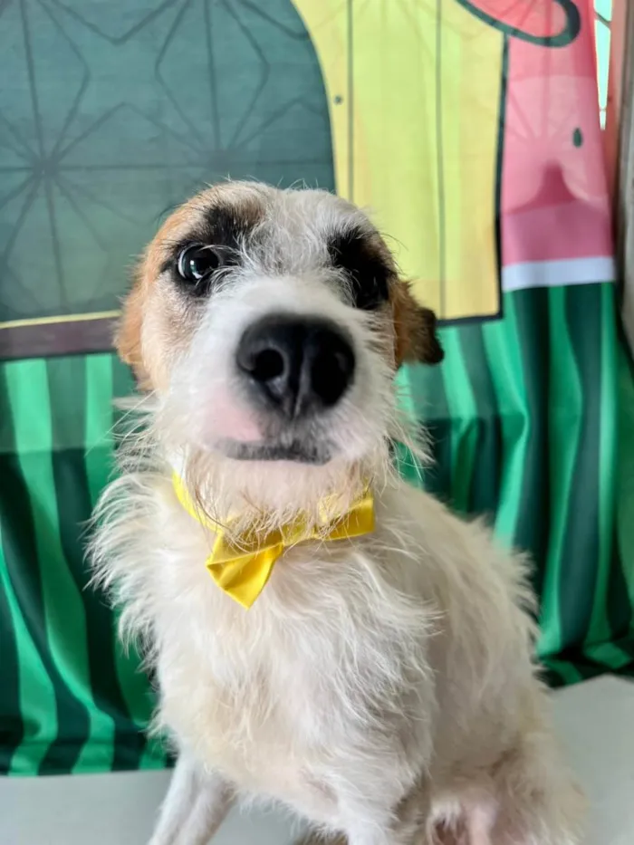 Cachorro ra a SRD-ViraLata idade 1 ano nome Nino
