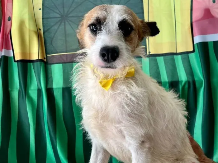 Cachorro ra a SRD-ViraLata idade 1 ano nome Nino