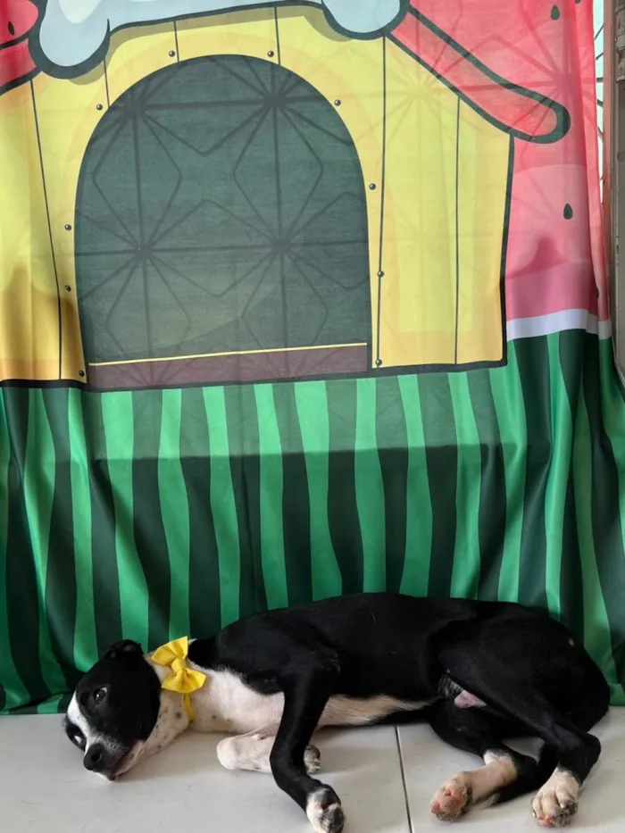 Cachorro ra a SRD-ViraLata idade 7 a 11 meses nome Tonico
