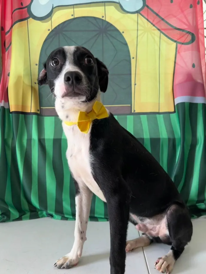Cachorro ra a SRD-ViraLata idade 7 a 11 meses nome Tonico
