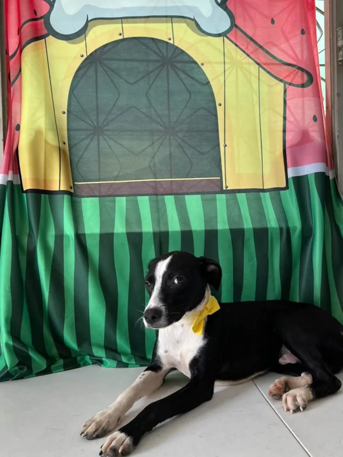 Cachorro ra a SRD-ViraLata idade 7 a 11 meses nome Tonico