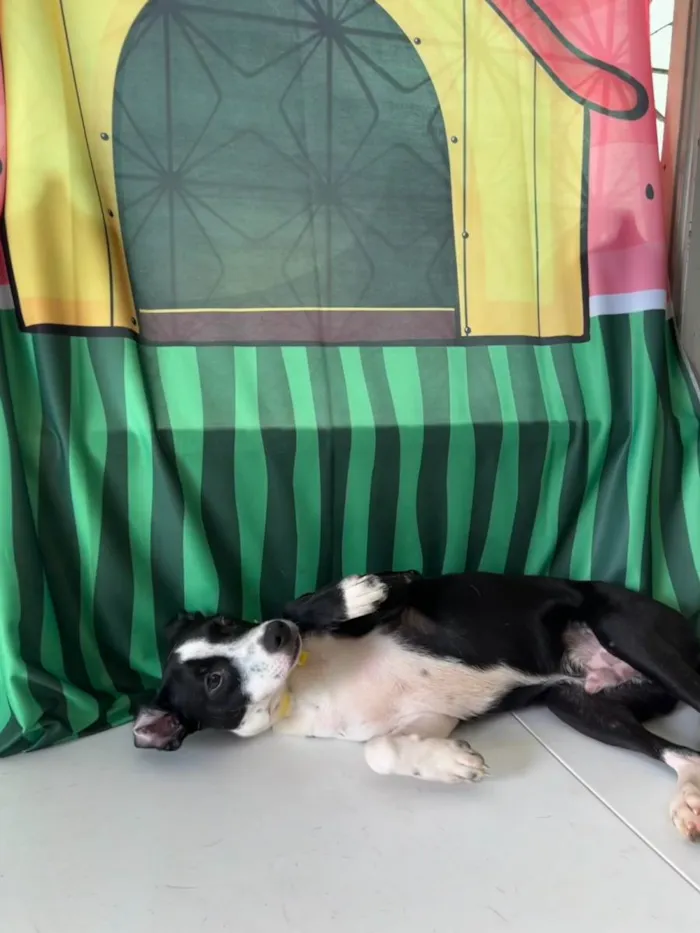 Cachorro ra a SRD-ViraLata idade 7 a 11 meses nome Tonico