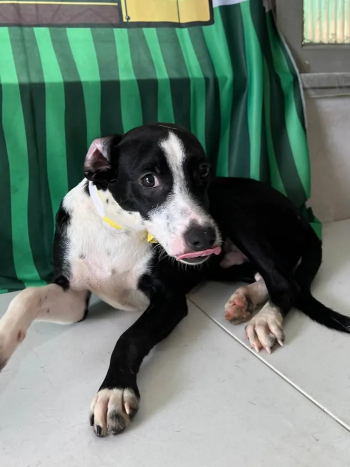 Cachorro ra a SRD-ViraLata idade 7 a 11 meses nome Tonico