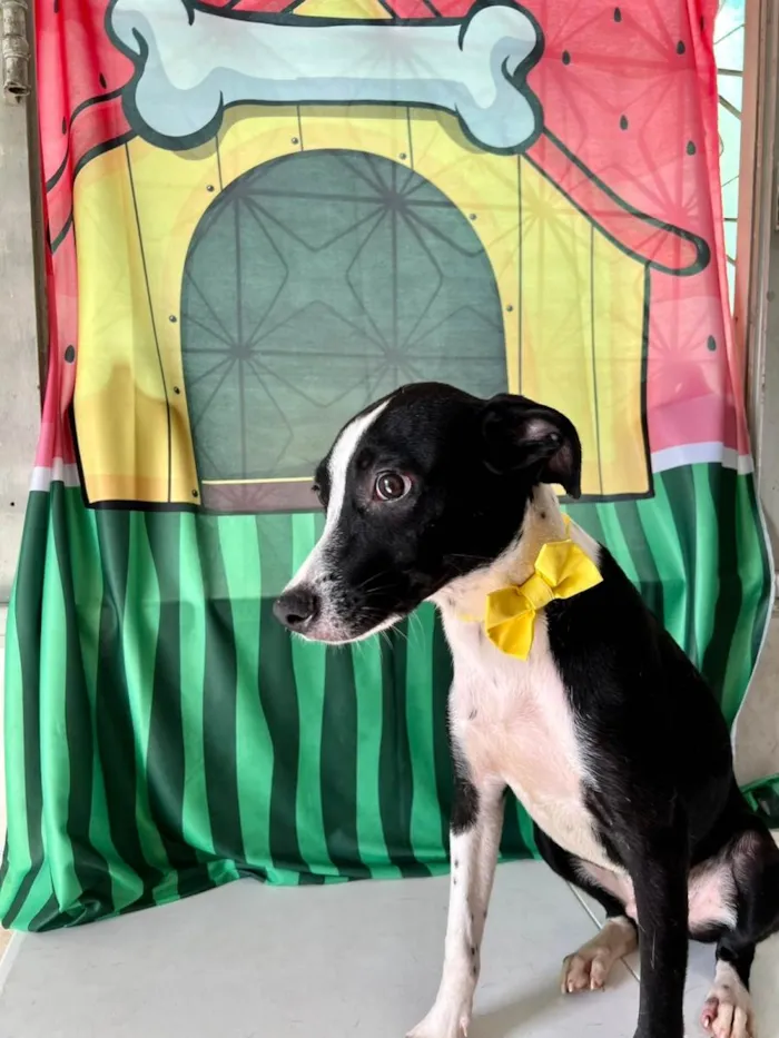 Cachorro ra a SRD-ViraLata idade 7 a 11 meses nome Tonico